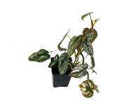 Philodendron brandtianum (4" Pot)