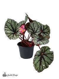 Begonia Rex (Grower's Choice - 6" Pot)
