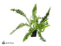 Nephrolepis obliterata 'Emerald Queen' - Australian Sword Fern (4" Pot) 