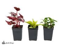 Date Night Vivarium Plant Kit (3 Plants)