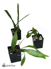 Rhipsalis Plant Bundle (3-Pack)