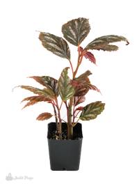 Begonia maynensis