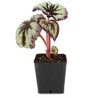 Begonia Harmony's 'Fire Woman'