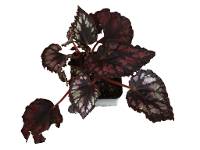 Begonia rex ‘Etna’