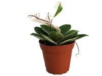 Hoya carnosa 'Krimson Queen' (4" Pot)