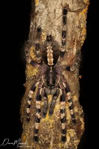 Wessel's Tiger Ornamental Tarantula - Poecilotheria tigrinawesseli | 2-3 inch (Captive Bred)