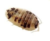 Dwarf Tropical White Isopods (25 Count - 16 oz culture)