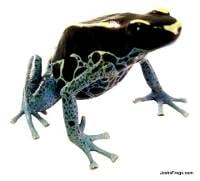 Dendrobates tinctorius 'Powder Blue' TADPOLE - Dyeing Poison Arrow Frog