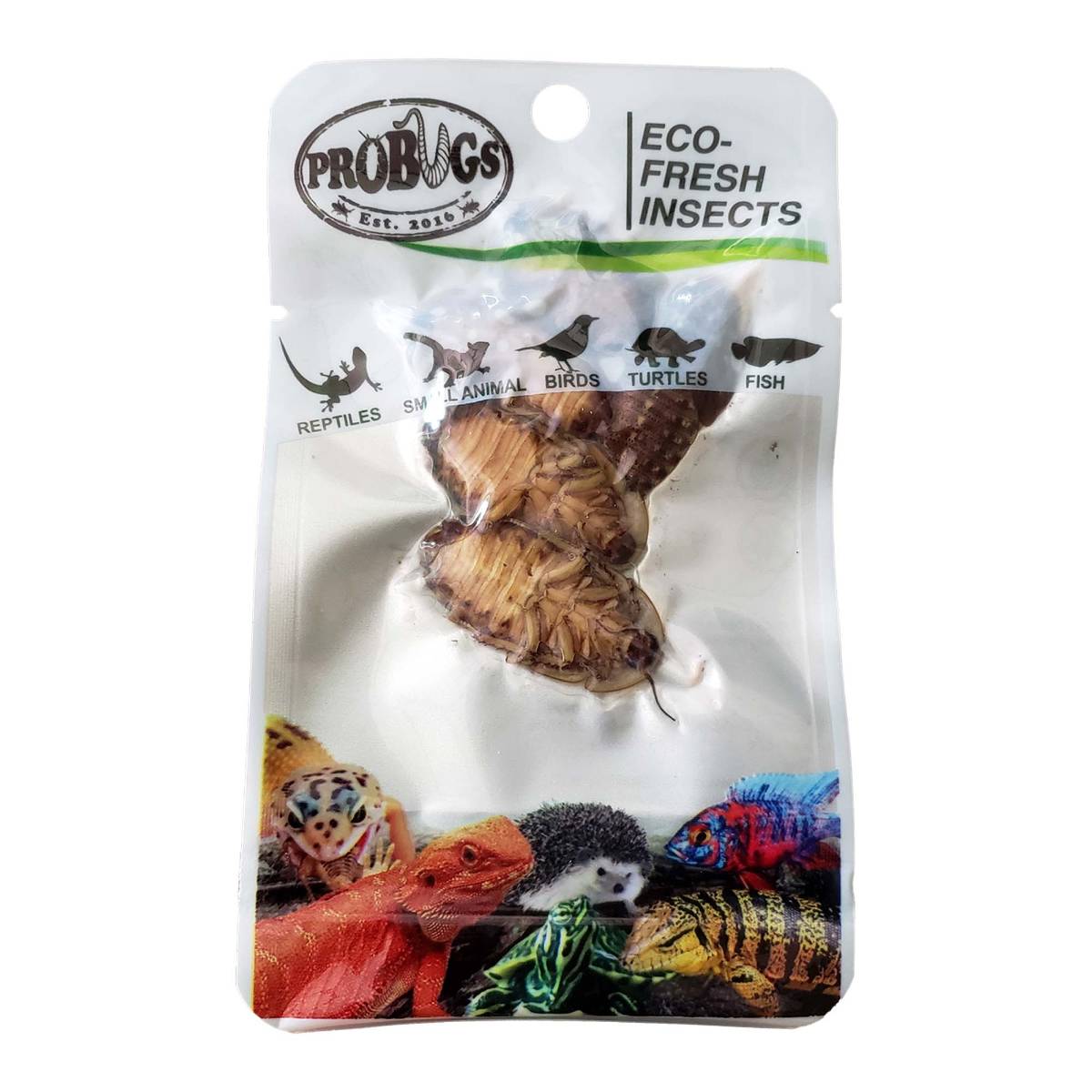  Freshinsects Premium Live Superworms - Bearded Dragon