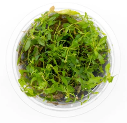 Proserpinaca palustris ‘Mermaid Weed’ (In-Vitro Tissue Culture)