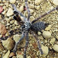 Kigoma Starburst Baboon Tarantula - Pterinochilus murinus DCF ‘Kigoma’ | 1/2 inch (Captive Bred)