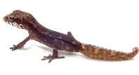 Pygmy Panther Gecko - Paroedura androyensis (Captive Bred)