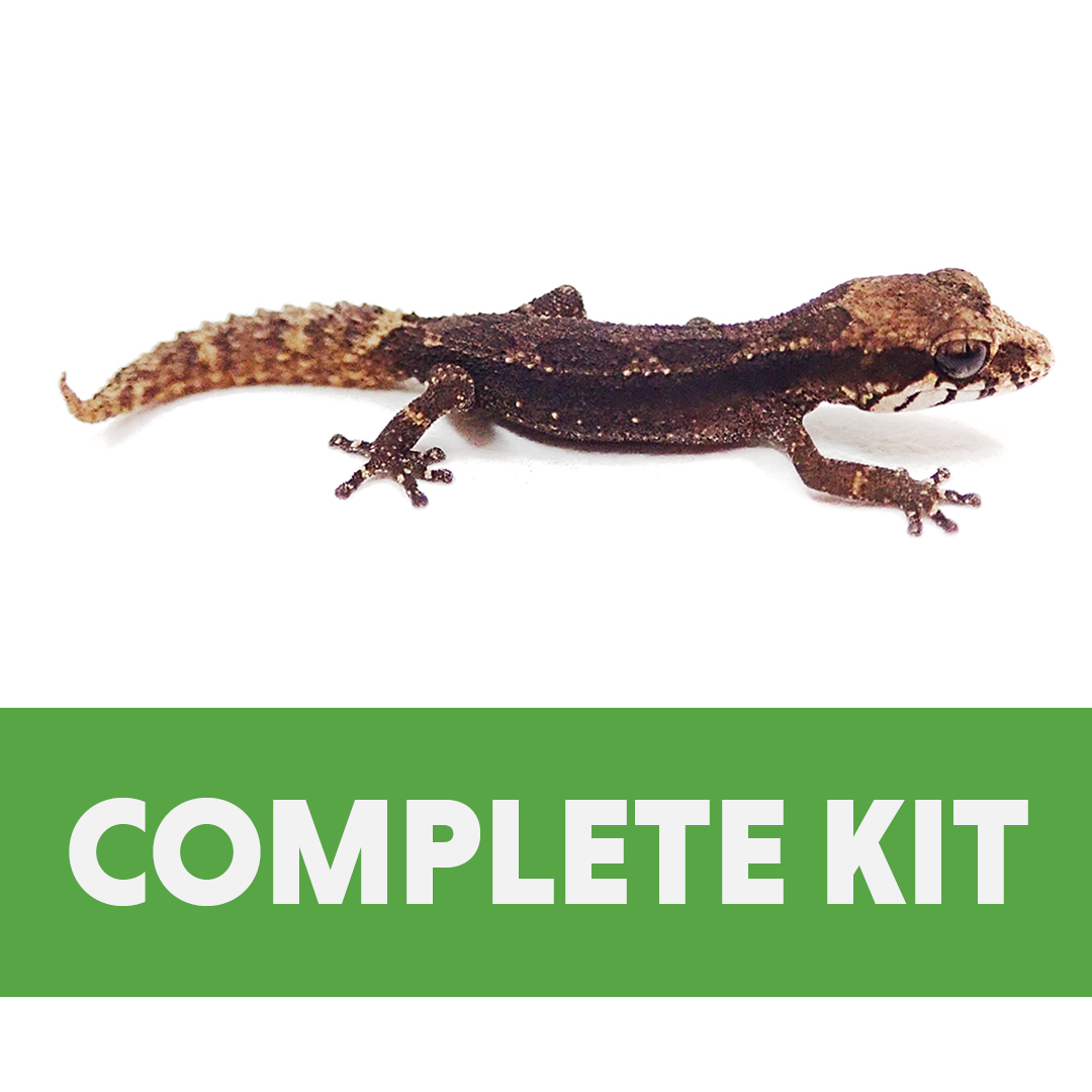 Pygmy Panther Gecko Complete Vivarium Kit (8x8x12)