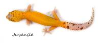 Radar Leopard Gecko - Eublepharis macularius (Captive Bred)
