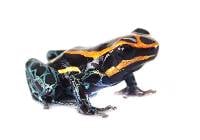 Ranitomeya amazonica 'Iquitos' (Captive Bred) - Amazonian Poison Frog