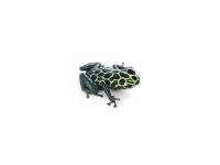 Ranitomeya imitator 'German Green' - Mimic Poison Frog (Captive Bred)