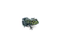 Ranitomeya imitator 'German Green' TADPOLE - Mimic Poison Frog