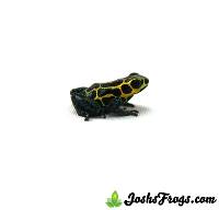 Ranitomeya imitator 'Tarapoto' (Pepper Line, Captive Bred) - Mimic Poison Frog