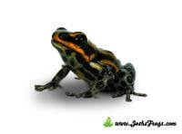 Ranitomeya lamasi 'Orange' (Captive Bred) - Pasco Poison Frog