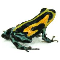 Ranitomeya sirensis 'Highland' (Captive Bred) - Pasco Poison Frog