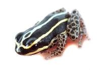 Ranitomeya sirensis 'Biolat' - Bamboo Poison Frog (Captive Bred)
