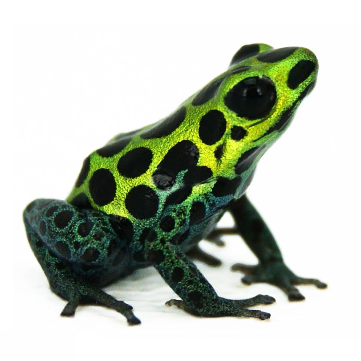 Pint-sized Poisoner – Green & Black Poison Dart Frog – incidental naturalist