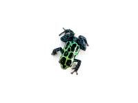 Ranitomeya variabilis 'Southern' TADPOLE - Zimmerman's Poison Frog