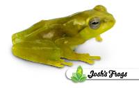 Red Webbed Gliding Frog - Rhacophorus prominanus (Captive Bred)