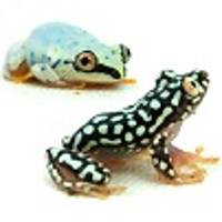 Reed Frogs