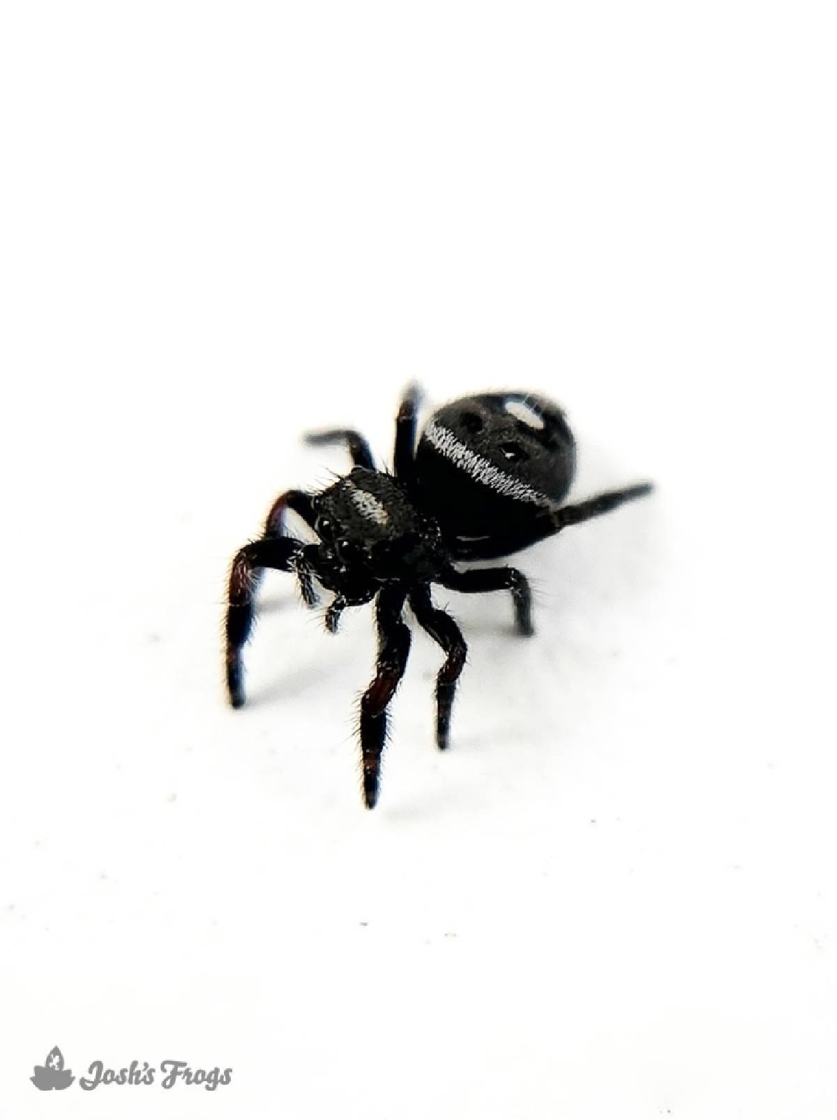 Suggestions for jumping spider enclosures - Invertebrates