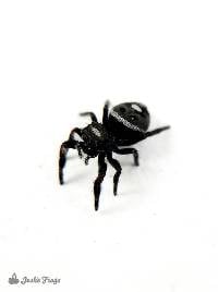 Baby Regal Jumping Spider - Phidippus regius (Captive bred)