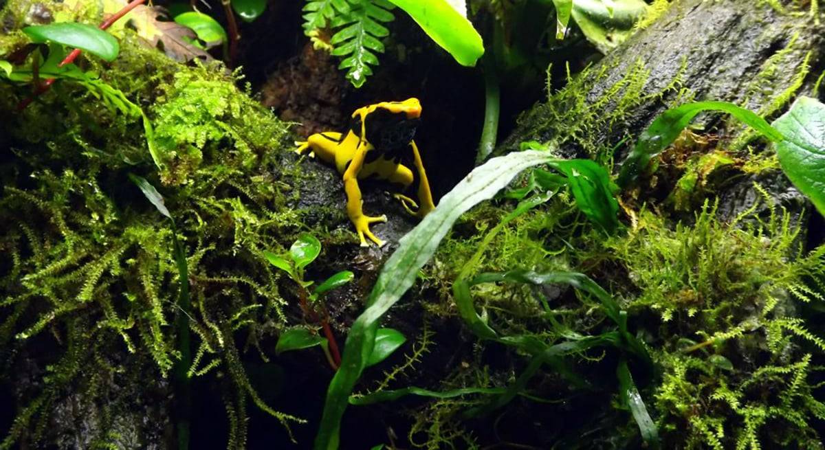 How to change out dart frog substrate for new