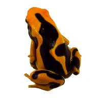 Dendrobates tinctorius 'Regina' (Captive Bred) - Dyeing Poison Arrow Frog