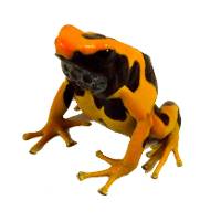 Dendrobates tinctorius 'Regina' TADPOLE - Dyeing Poison Arrow Frog