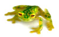 Reticulated Glass Frog - Hyalinobatrachium valerioi (Captive Bred CBP)