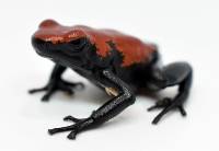 Adelphobates galactonotus 'Red' TADPOLE