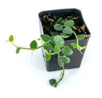 Rhaphidophora pachyphylla - Shingle Plant