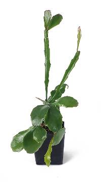 Rhipsalis goebeliana