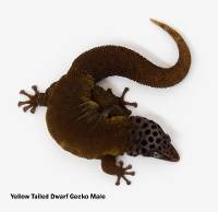 Yellow Tailed Dwarf Gecko - Sphaerodactylus dimorphicus (Captive Bred)