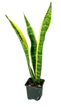 Sansevieria laurentii 'Mother-in-Law's Tongue' - 3" Pot