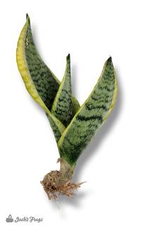 Sansevieria trifasciata 'Futura Superba' - Snake Plant (bare root)