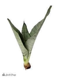 Sansevieria trifasciata 'Moonshine' (Bare Root)