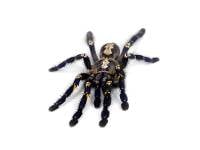 Gooty Sapphire Ornamental Tarantula - Poecilotheria metallica | 2 inch (Captive Bred)