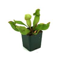 Sarracenia 'Fat Chance' Pitcher Plant