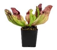 Sarracenia purpurea 'Venosa Red' Pitcher Plant