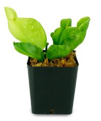 Sarracenia 'Sylwia' Pitcher Plant