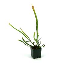 Sarracenia leucophylla 'Tarnok' Pitcher Plant