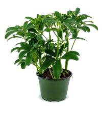 Schefflera arboricola - Dwarf Umbrella Tree 4" pot