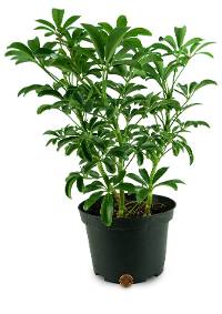 Schefflera arboricola - Dwarf Umbrella Tree (6 pot")