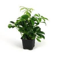 Chameleon Vivarium Plant Kit (2 Plants)
